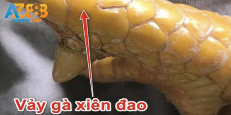 Vảy Xuyên Đao Là Gì? - Ý Nghĩa Và Cách Nhận Biết Vảy Xuyên Đao 2 Đặc điểm nhận diện vảy xuyên đao là gì?